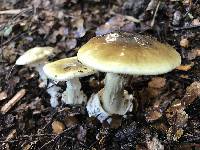 Amanita phalloides image