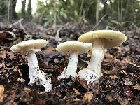 Amanita phalloides image