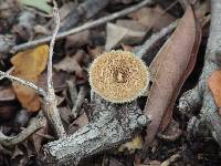 Lentinus crinitus image