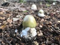 Amanita phalloides image