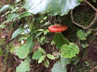 Amanita muscaria image