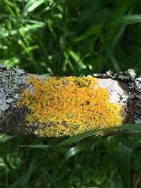 Xanthoria parietina var. parietina image