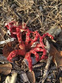 Clathrus ruber image