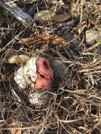 Clathrus ruber image