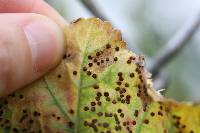 Puccinia malvacearum image