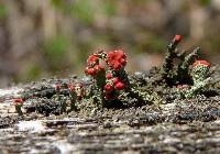 Cladonia cristatella image