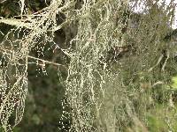 Ramalina menziesii image