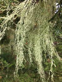 Ramalina menziesii image