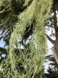 Ramalina menziesii image