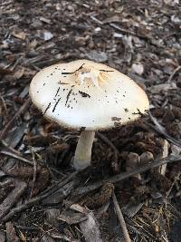 Volvariella gloiocephala image