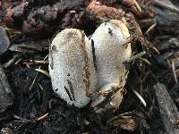 Coprinopsis lagopus image