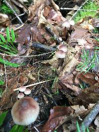 Mycena haematopus image