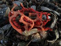 Clathrus ruber image