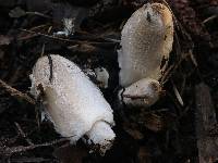 Coprinopsis lagopus image