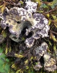 Lobaria scrobiculata image