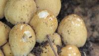 Coprinellus micaceus image