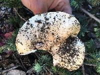 Amanita gemmata image