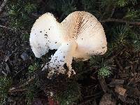 Amanita gemmata image