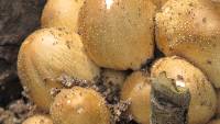 Coprinellus micaceus image