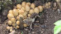 Coprinellus micaceus image