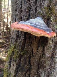 Fomitopsis pinicola image