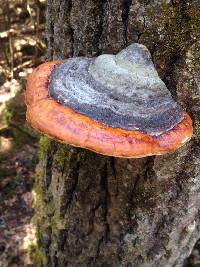 Fomitopsis pinicola image