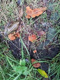 Pycnoporus coccineus image