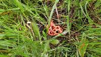 Clathrus ruber image