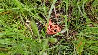 Clathrus ruber image