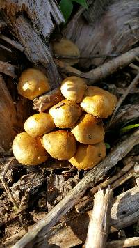 Gymnopilus junonius image