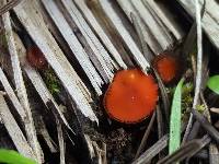 Scutellinia scutellata image