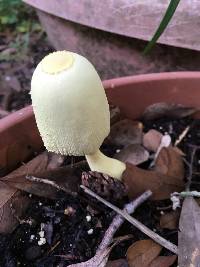 Leucocoprinus birnbaumii image