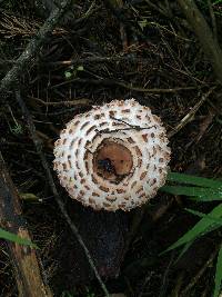 Chlorophyllum brunneum image