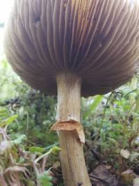 Armillaria mellea image