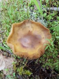 Armillaria mellea image