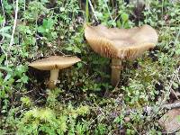 Armillaria mellea image