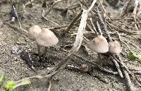 Psathyrella bipellis image