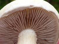 Agrocybe molesta image