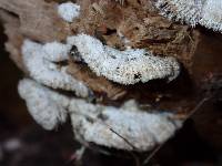 Schizophyllum commune image