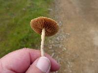 Agrocybe pediades image