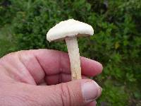 Agrocybe molesta image