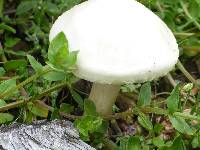 Agrocybe molesta image