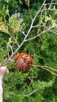 Gymnosporangium juniperi-virginianae image