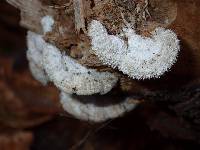 Schizophyllum commune image