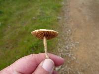 Agrocybe pediades image