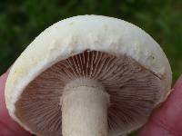 Agrocybe molesta image