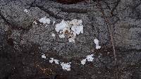 Schizophyllum commune image