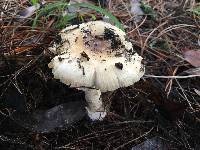 Amanita pantherina image