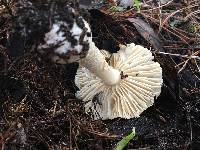 Amanita pantherina image