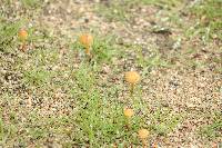 Agrocybe pediades image